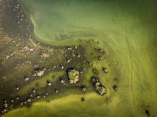 Top down aerial view of green shallow water lagoon with swamp in the jungle of Yucatan peninsula - obrazy, fototapety, plakaty