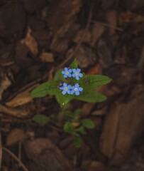 flower in the garden