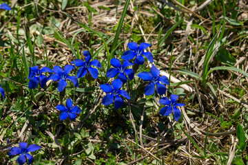 Gentiana verna flower in Tatra Mountains.