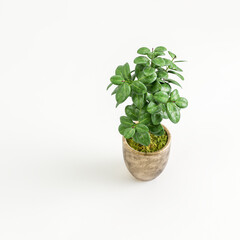3d illustration of houseplant in modern potted bird's-eye view