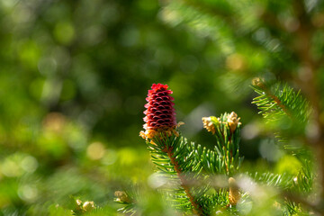 Young spruce cones in the spring.