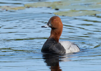 Common pochard (Aythya ferina) Brunand