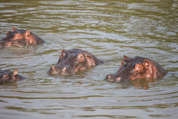Common hippopotamuses