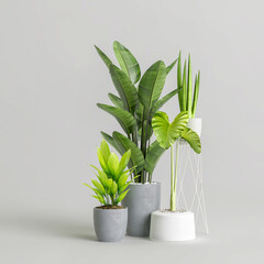 3d illustration of houseplant collection isolated on white background