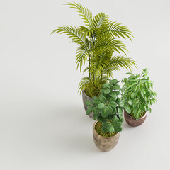 3d illustration of houseplant collection bird's-eye view