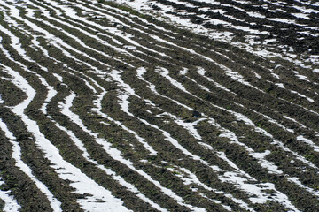 Cold weather and snowfall destroyed the young wheat crop. The sown field with agricultural crops was covered with snow and ice. The threat of hunger and food shortages.