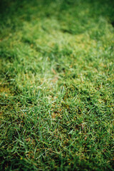 Short cut green grass background texture