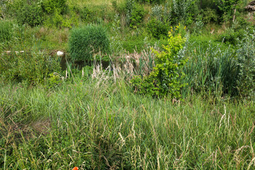 Verdure au bord d'un ruisseau