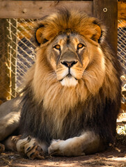 Image of a lion watching people at the zoo in the city of Belo Horizonte in Brazil.