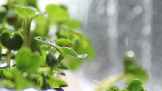 microgreen macro video, spray wattering, macro photo, close-up, growing microgreens early stage, arugula 4 days, wet grass, growing microgreens at home, garden and in the farm, edible plants