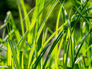 green grass background