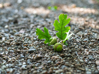 A leaf of an oak and acorns lie on the ground