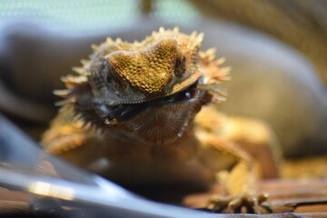Feeding Bearded Dragon