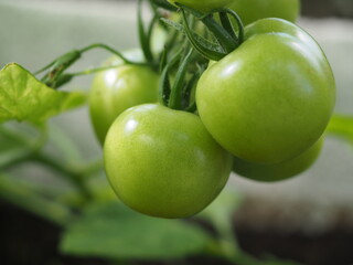 green tomatoes on the vine