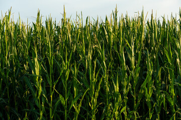 Obraz premium Corn field in an ecologically clean area. Tall green corn stalks close-up. Growing corn on an industrial scale.