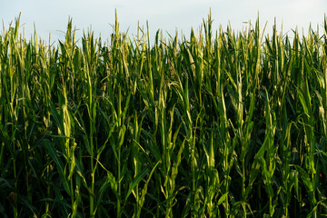 Corn field in an ecologically clean area. Tall green corn stalks close-up.  Growing corn on an industrial scale.
