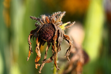 Solar summer morning. In a garden on escape the rudbeckia flower dried. It is decorated by small drops of dew and supplements an abstract water color background.