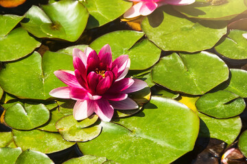 Beautiful Pink and red water lily or Lotus flower with leaf in pond.