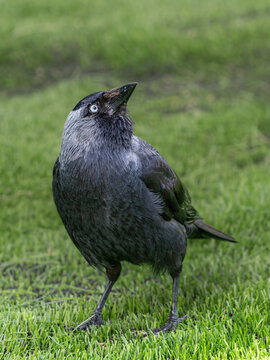Curious Bird