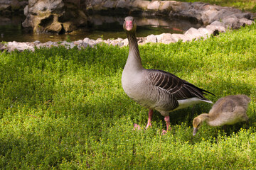 Duck in the park by the lake or river. Duck on the background of beautiful young green wildlife. Duck with a little duckling. Wild bird. Natural reserve. Bird