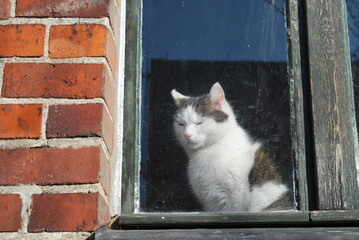 a white tabby cat sits behind the glass of a window in a brick house - obrazy, fototapety, plakaty