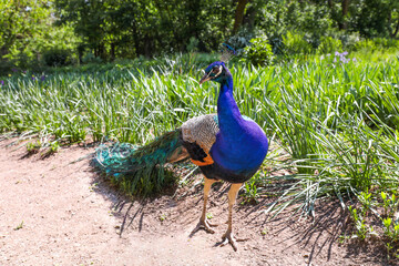 Fototapeta premium Indian peacock.Beautiful bird.Peacock in the background of a green park.