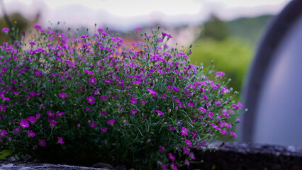 field of little flowers