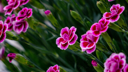 carnation flower in spring