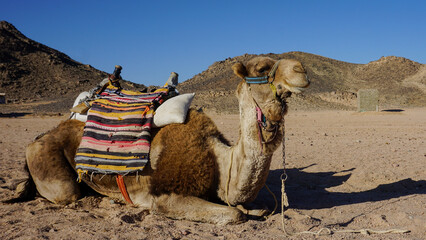 camels in the desert
