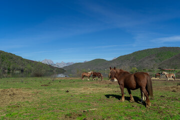 Fototapeta na wymiar Brown horses grazing near the lake in Riaño. León. spain