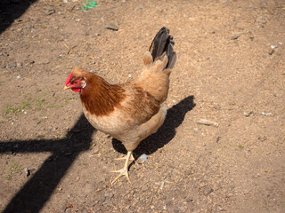 portrait of a brown hen