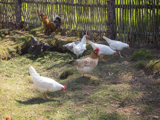 hens and rooster
