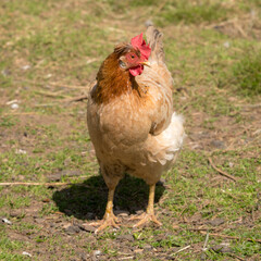 portrait of a brown hen