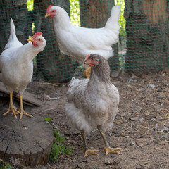 hens in a rural yard
