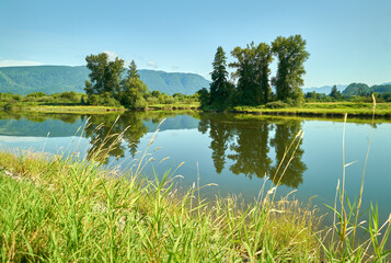 Alouette River Summer Reflections. Tranquil reflections in the Alouette River in Pitt Meadows. 


