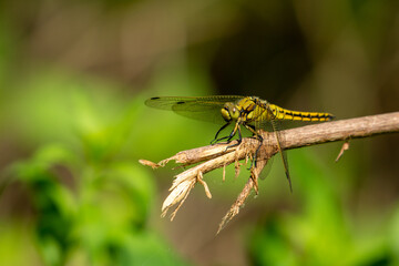 dragonfly resting on a stick