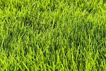 Template of fresh green lawn grass in the park close-up