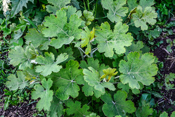 Macleaya heart-shaped (Macleaya cordata (Willd.)