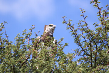 Martial Eagle in the Kgalagadi
