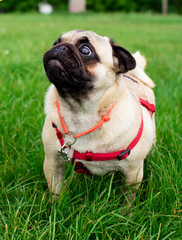 Pug dog of light color. Dog on a background of blurred green grass. The dog is fed by hand