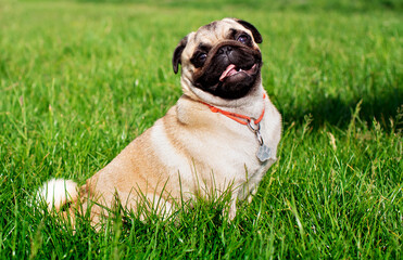 Pug dog of light color. Dog on a background of blurred green grass. The dog is fed by hand