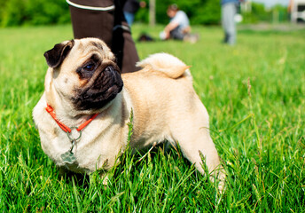Fototapeta premium Pug dog of light color. Dog on a background of blurred green grass. The dog is fed by hand