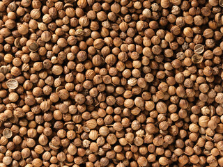 Background Texture of Dried coriander seeds. Dried coriander seeds used as a spice in cooking. coriander spice texture. Top view, Flat lay. Organic food, healthy lifestyle. Medicinal herbs and spices