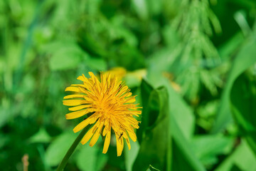 Blooming dandelion in a forest glade, green natural background, banner or postcard, spring time in Karelia. Close-up, selective focus