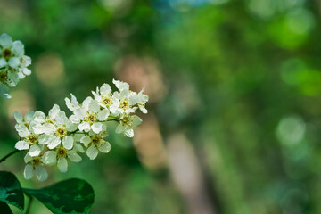 branch of flowering bird cherry on the background of the forest, spring in the northern forest, green natural background, banner or postcard. Close-up, selective focus