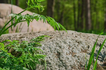 Spring grass on the background of granite stone, spring in the northern forest, green natural background, banner or postcard. Close-up, selective focus