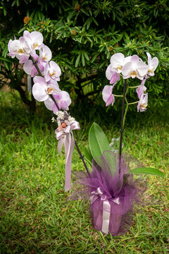 Orkide Bilder – Durchsuchen 109 Archivfotos, Vektorgrafiken und Videos ...