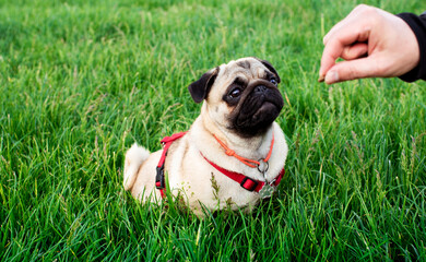 Pug dog of light color. Dog on a background of blurred green grass. The dog is fed by hand