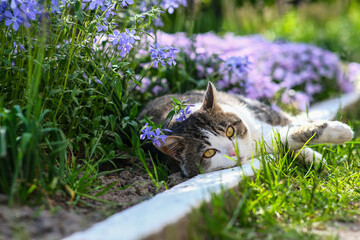 Kitten on a background of beautiful flowers.