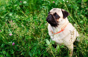 Pug dog of light color. Dog on a background of blurred green grass and flowers